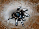 Arachnid Wars